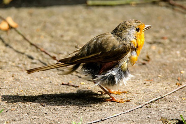 moulting robin